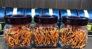 Bán lẻ đông trùng hạ thảo nguyên con Thiên Phúc ở HCM